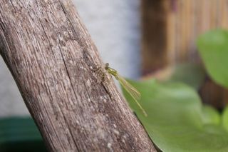 IMG_2011_09_18_3038_1.JPG
