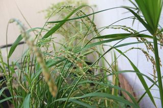 IMG_2011_09_18_3066_1.JPG