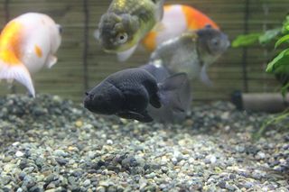 IMG_2011_09_18_3094_1.JPG